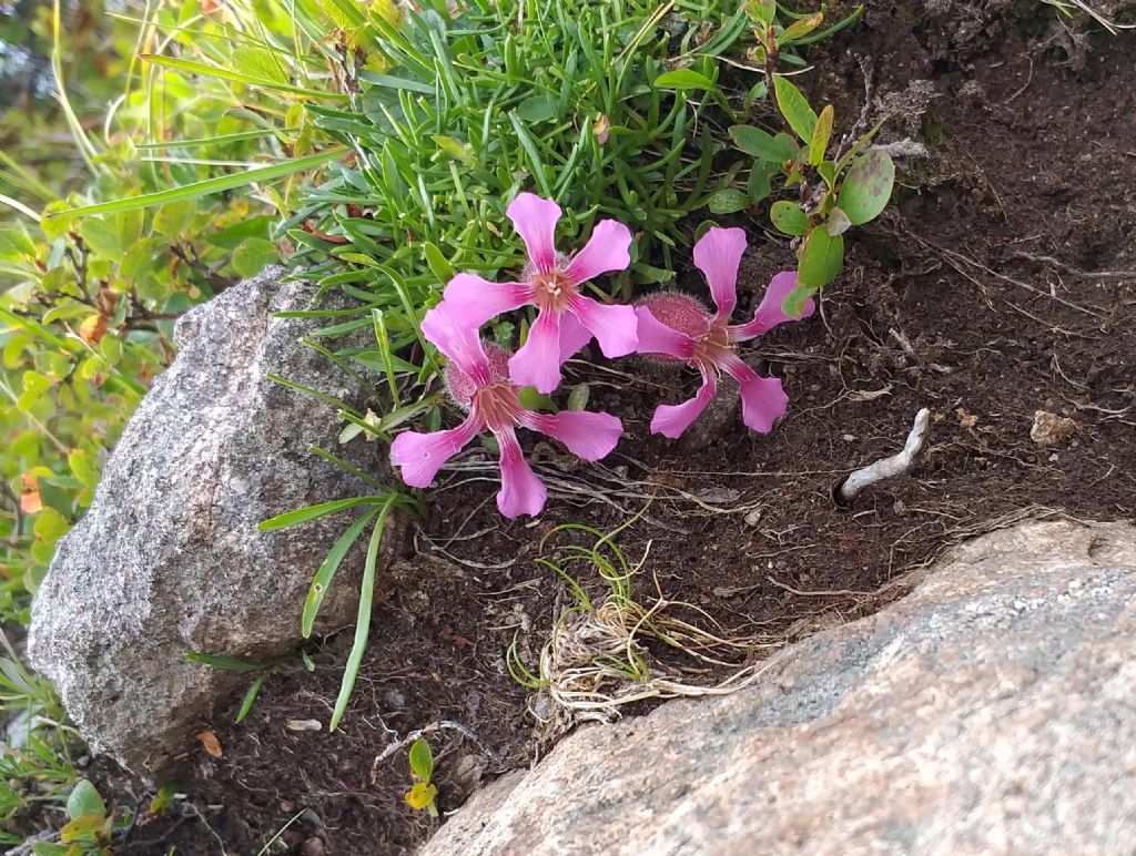Saponaria pumila / Saponaria minore